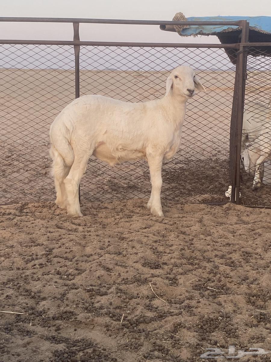 طلي للبيع64396295750401112