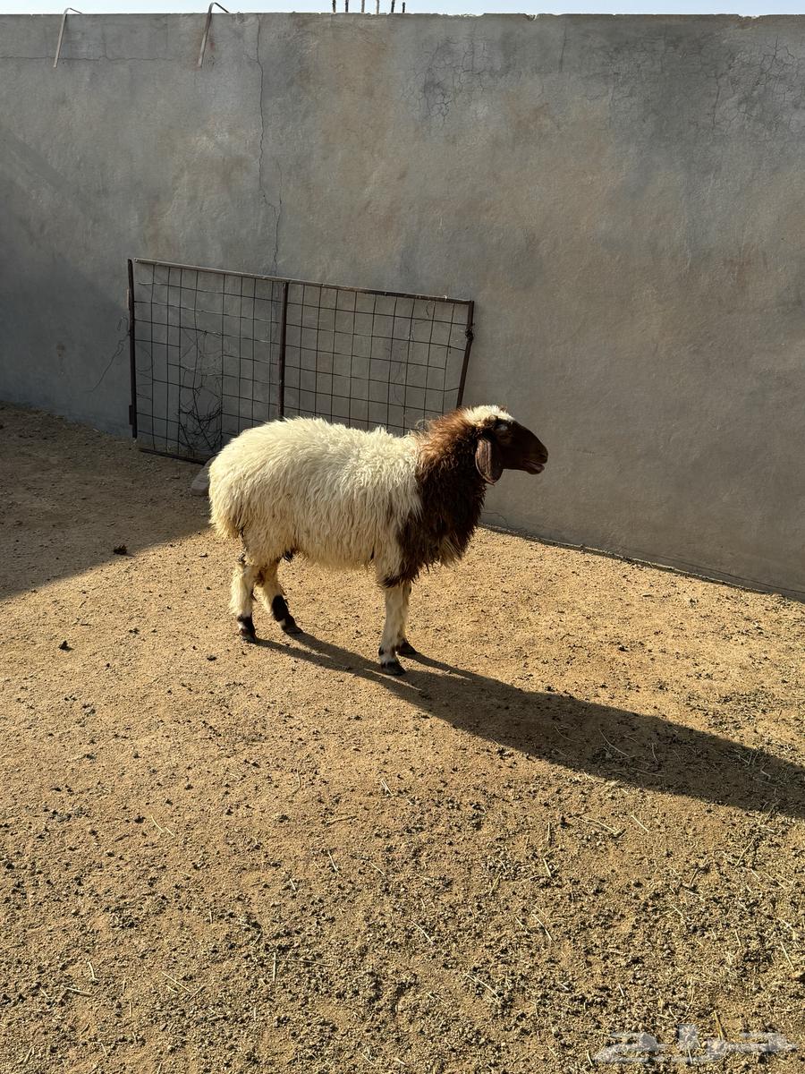 Naeimiyah date palm with a trunk closed in fat64395812041858112