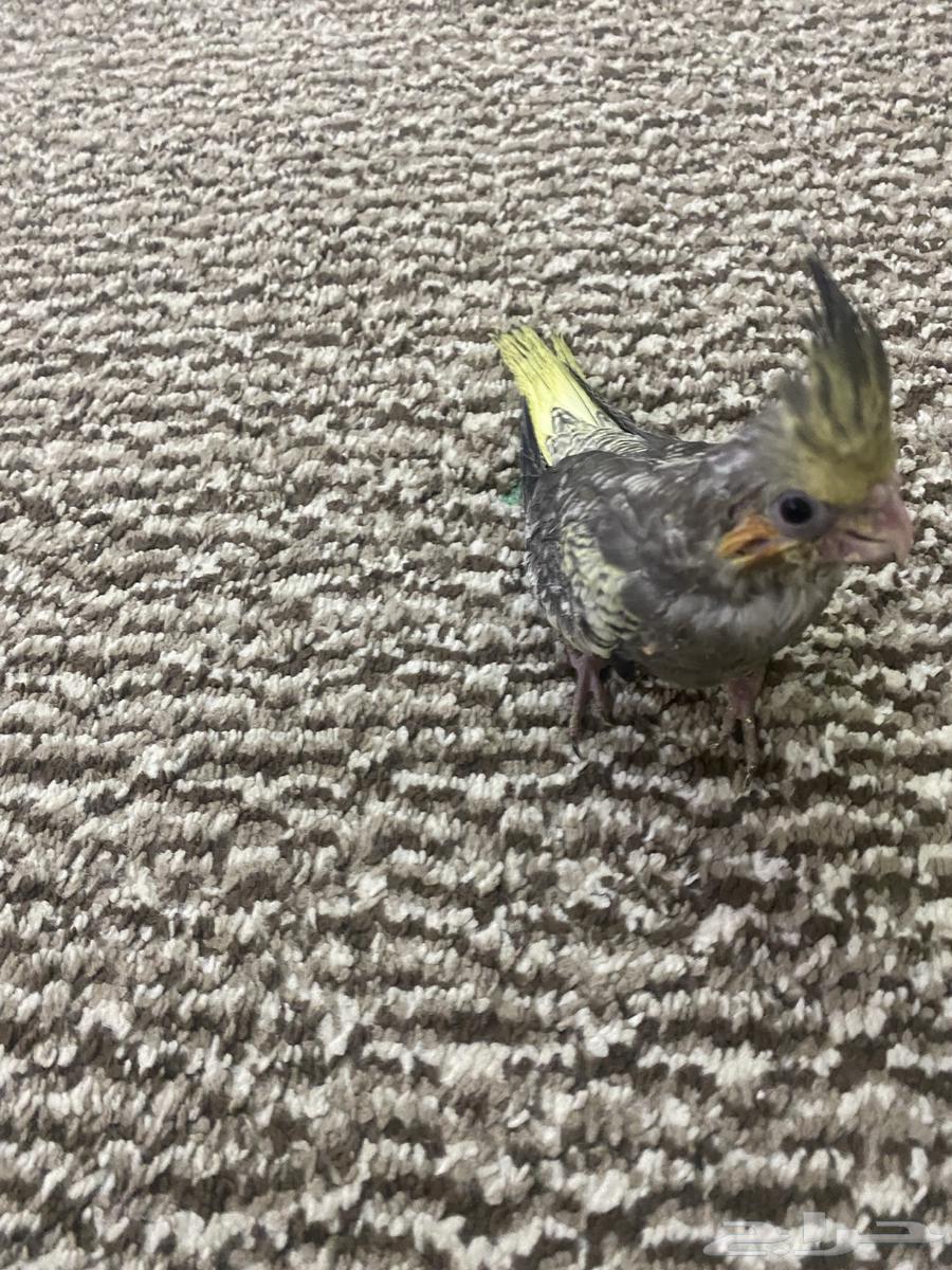 فرخ كروان مجنون غر64401077564419112