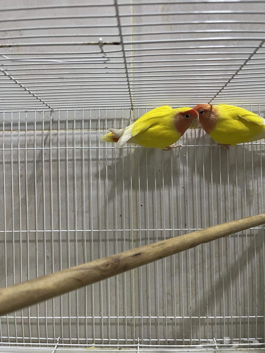 A pair of Rosy and a pair of Java birds64399216452354111