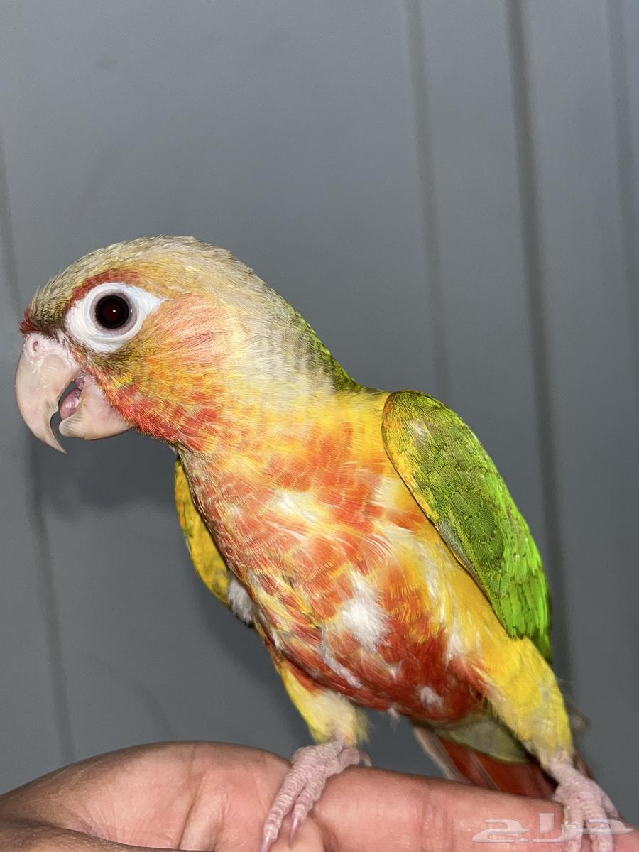 للبيع كنيور64399271985026113