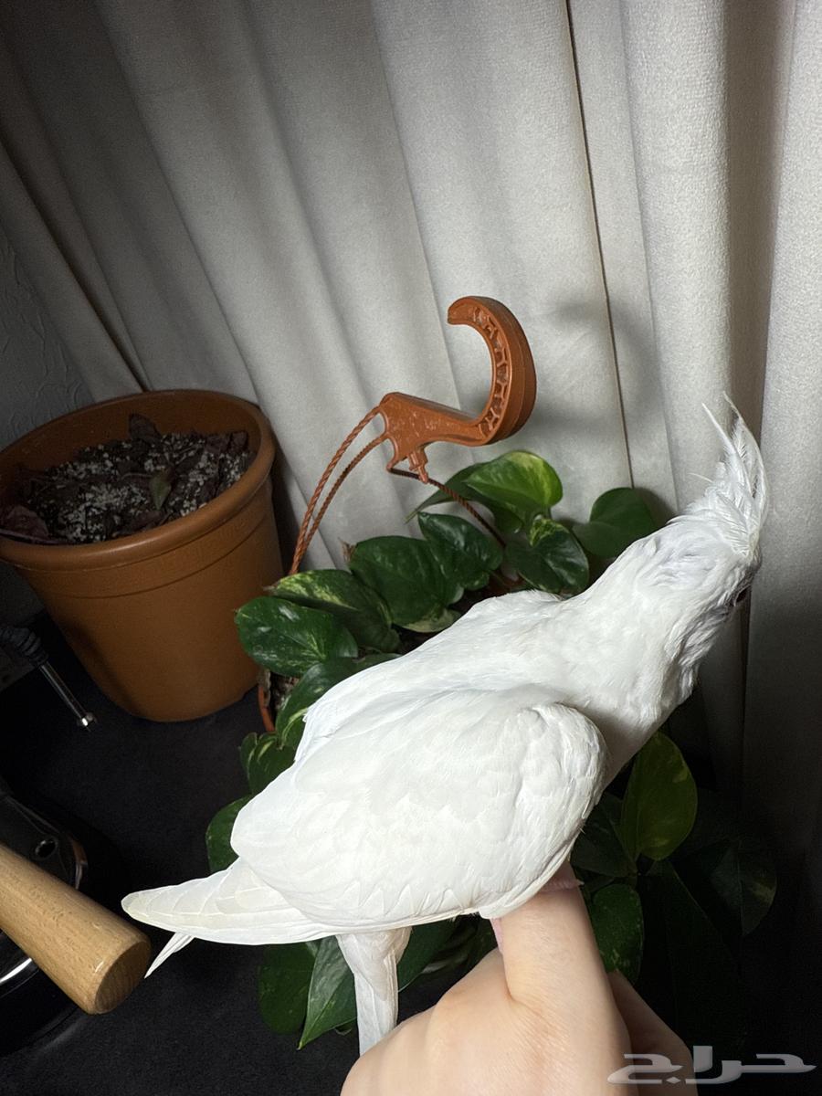 فرخ كروان البينو64379472276609111