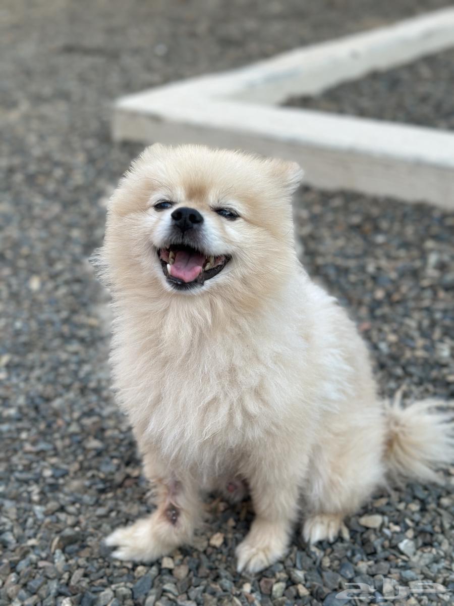 كلب بوميرينيان64401271628929111