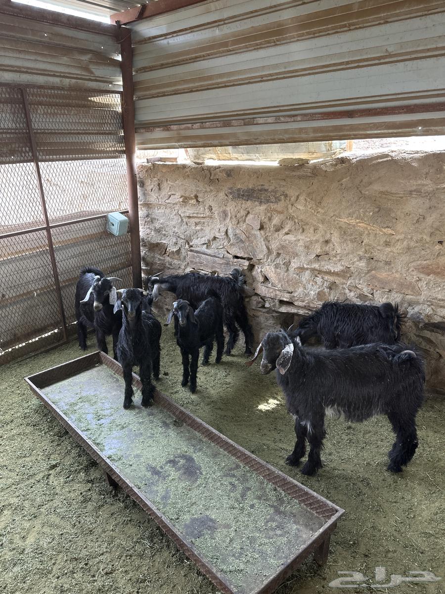 تيوس كرا للبيع64400744243330111