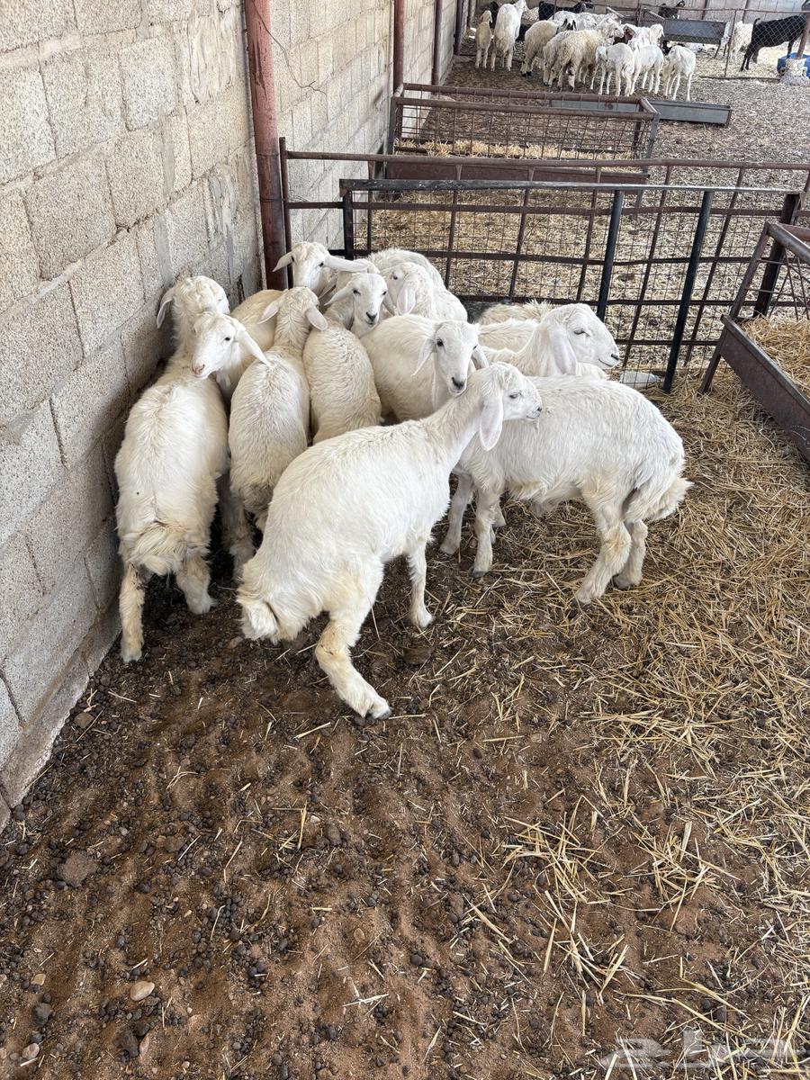 حريات للبيع64399926353153113