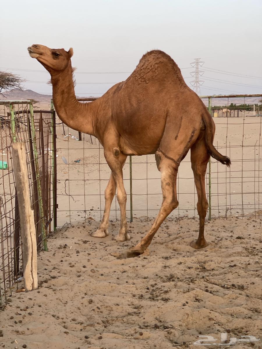 للبيع. ناقه حايل (4)64396157522562111