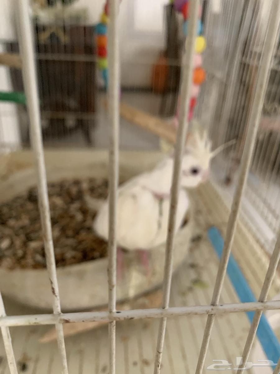 كروان البينو للبيع ومعاه فرخ وتحته بيض حاليا64395255024002113