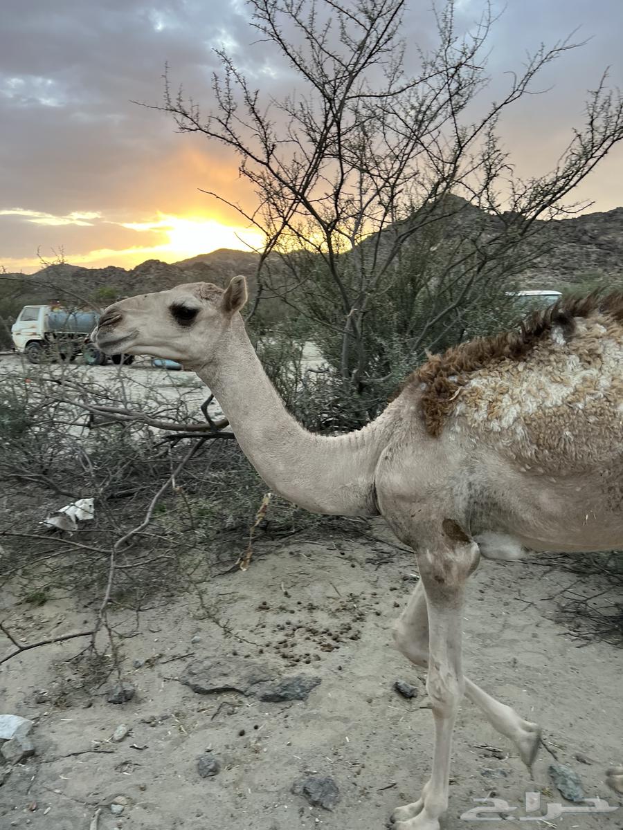 قعدان بريه عا الحليب64397519935875113