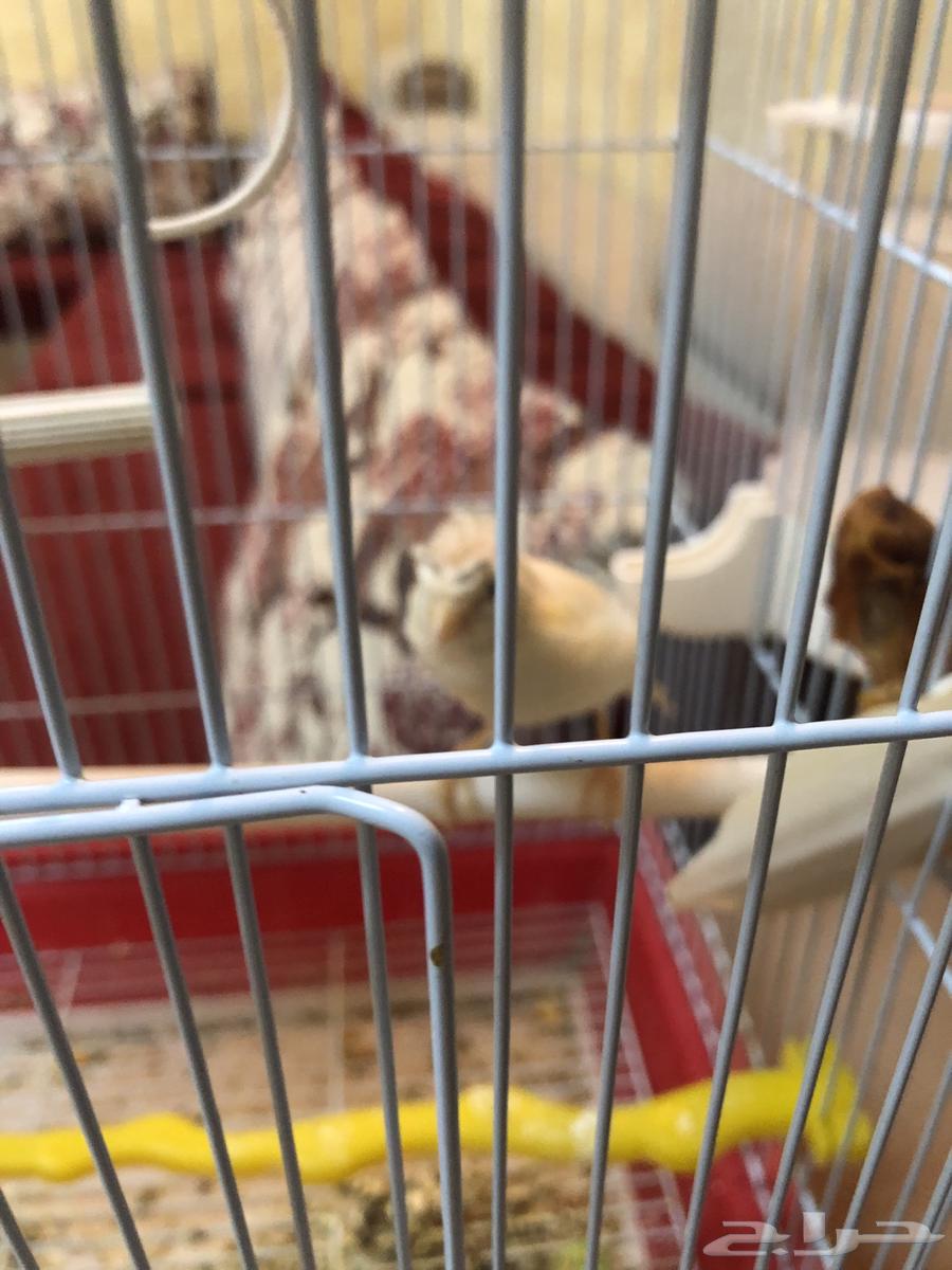 كناري جوز معاه فروخ64397102202115111