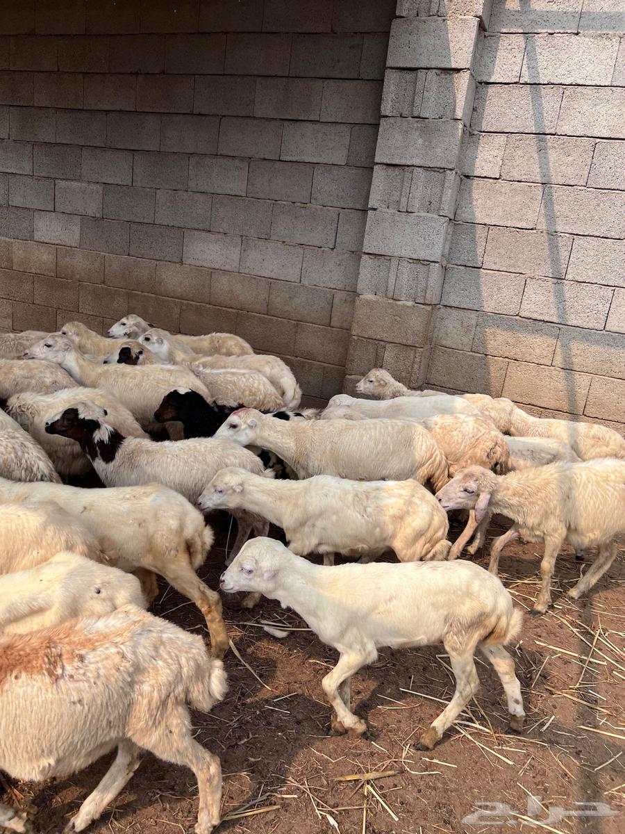 رخال رفيدي من 43064396602884738112