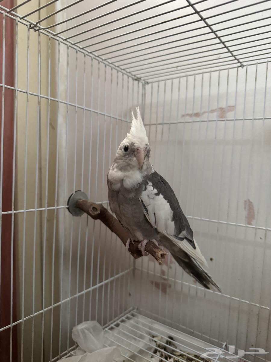 كروان هولندي64399940316163110