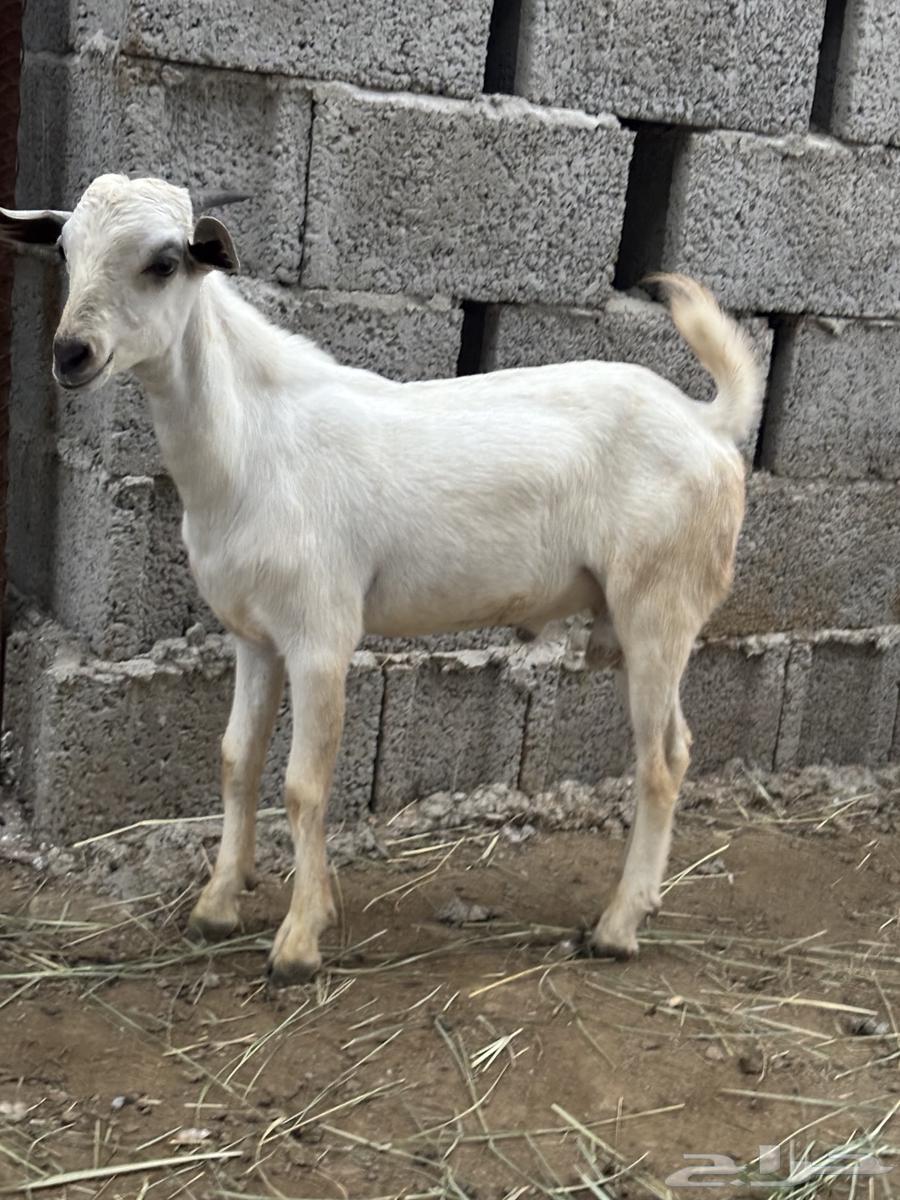 تيس بلدي64399202552194111