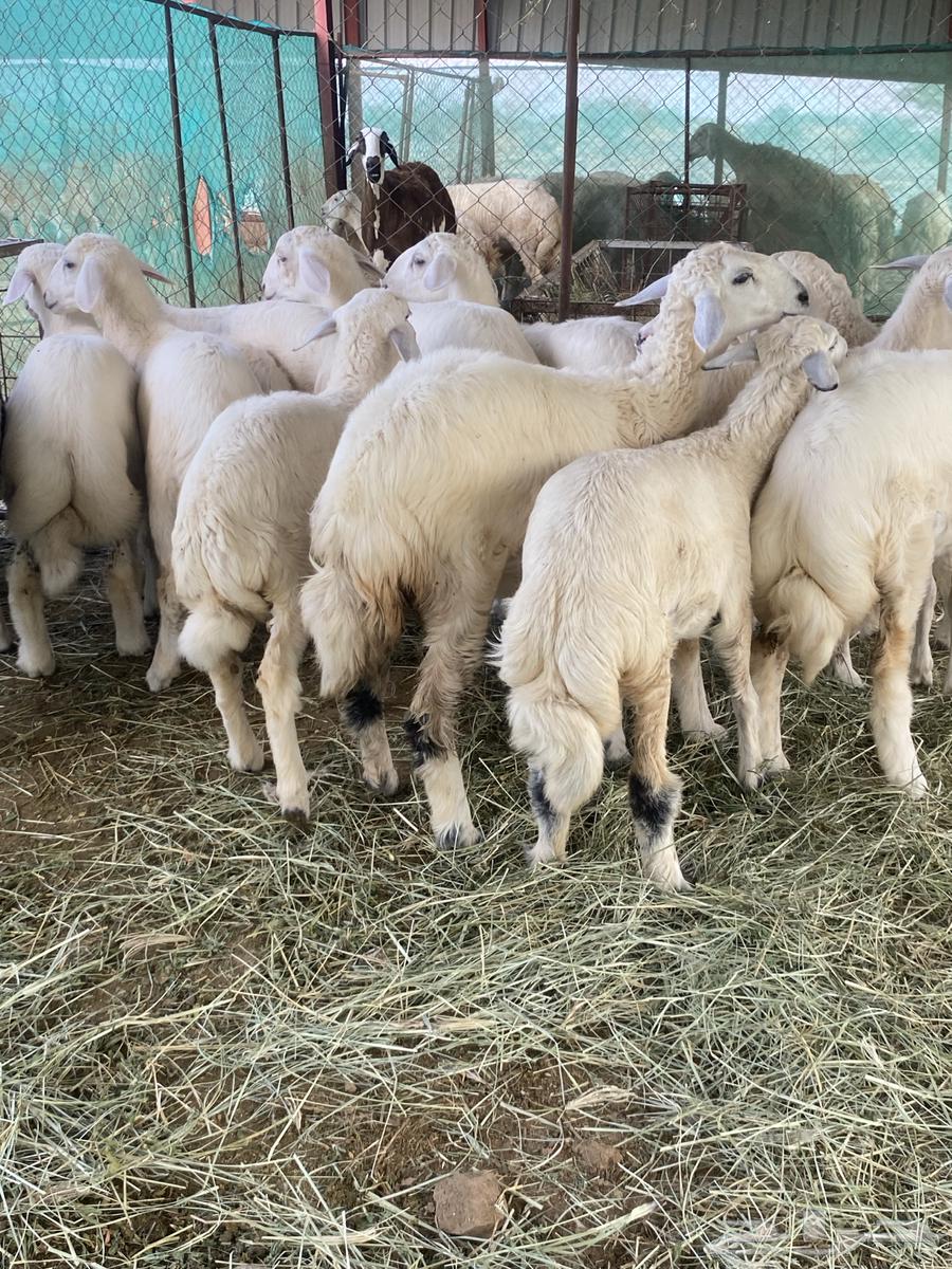 Tulian64400730697090112