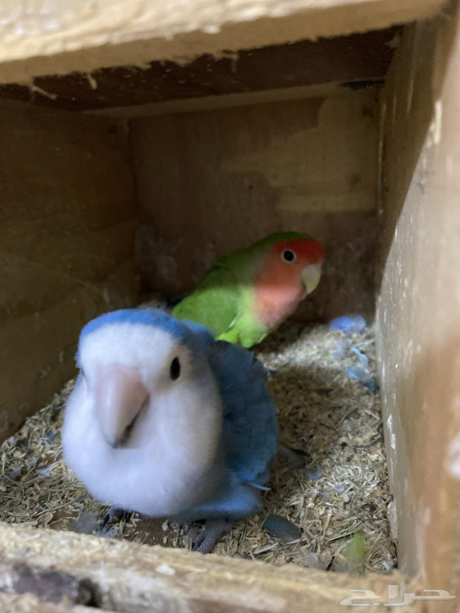 I present to you a rose pair, a talking and dancing condition product64401285923201110