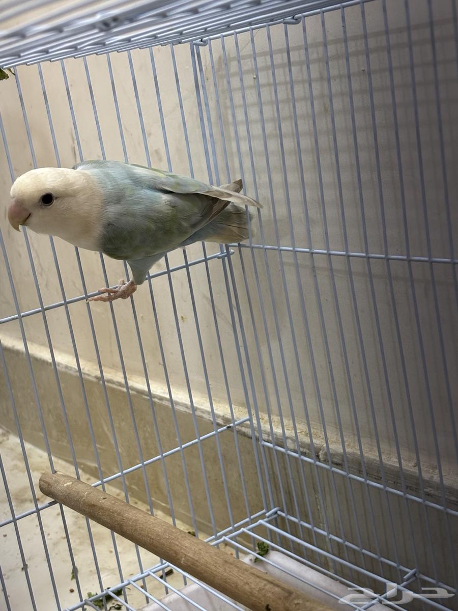 انثى روز جاهزة للإنتاج64392676424962112