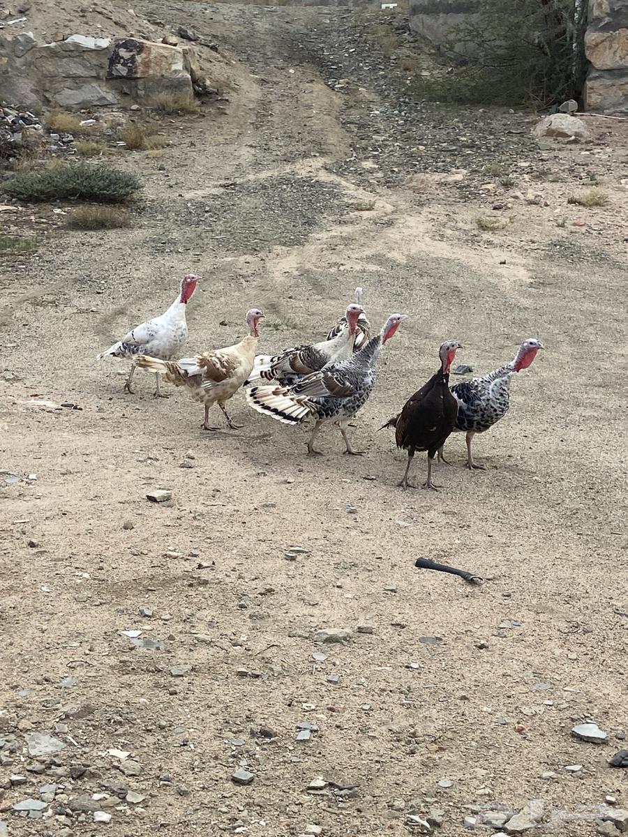 دجاج رومي اناث فراشه الا وحده سودى ووحده كريمي64398617323906110