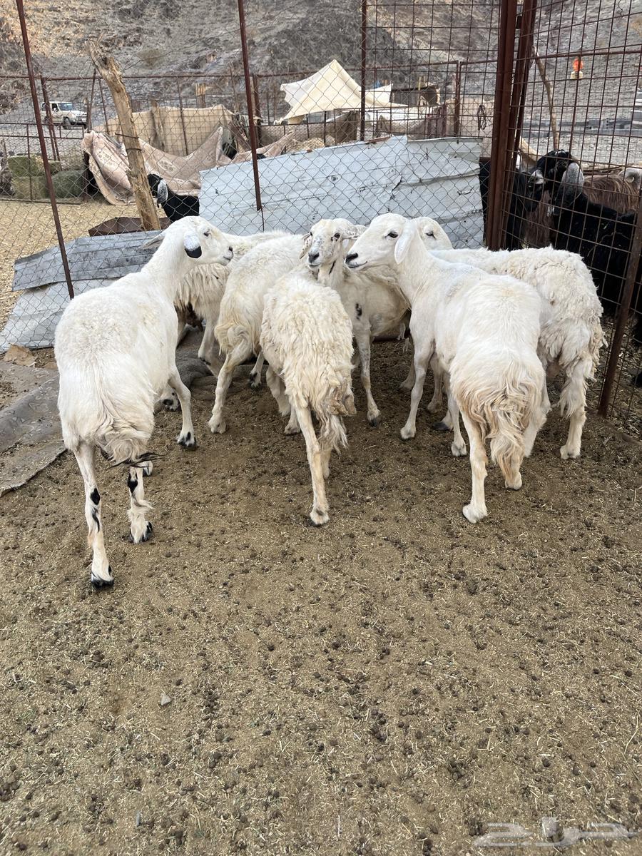 للبيع ضان امراح واحد64392758988802114