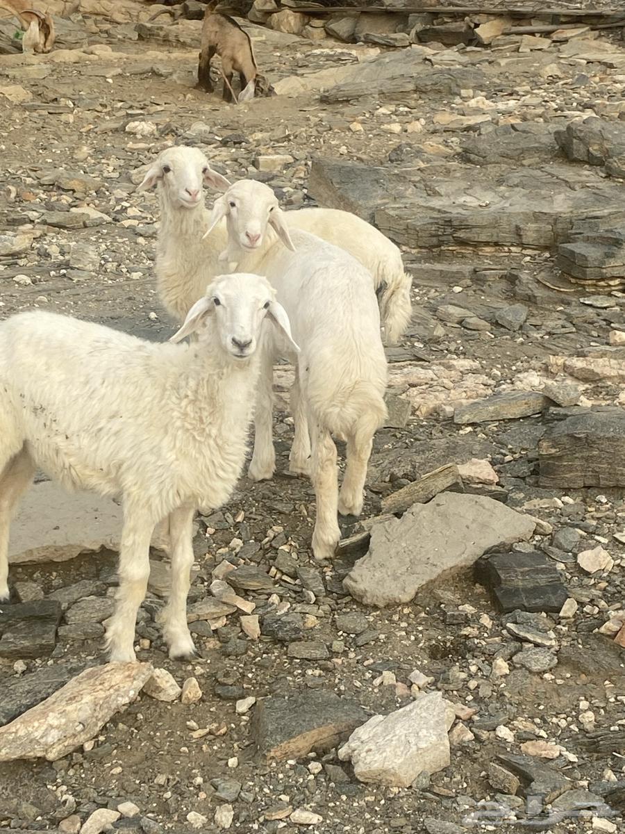 بهم نضيف64400300834305112