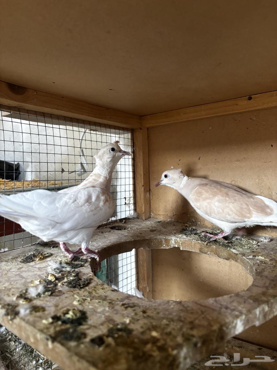 Gamari64400549529345111