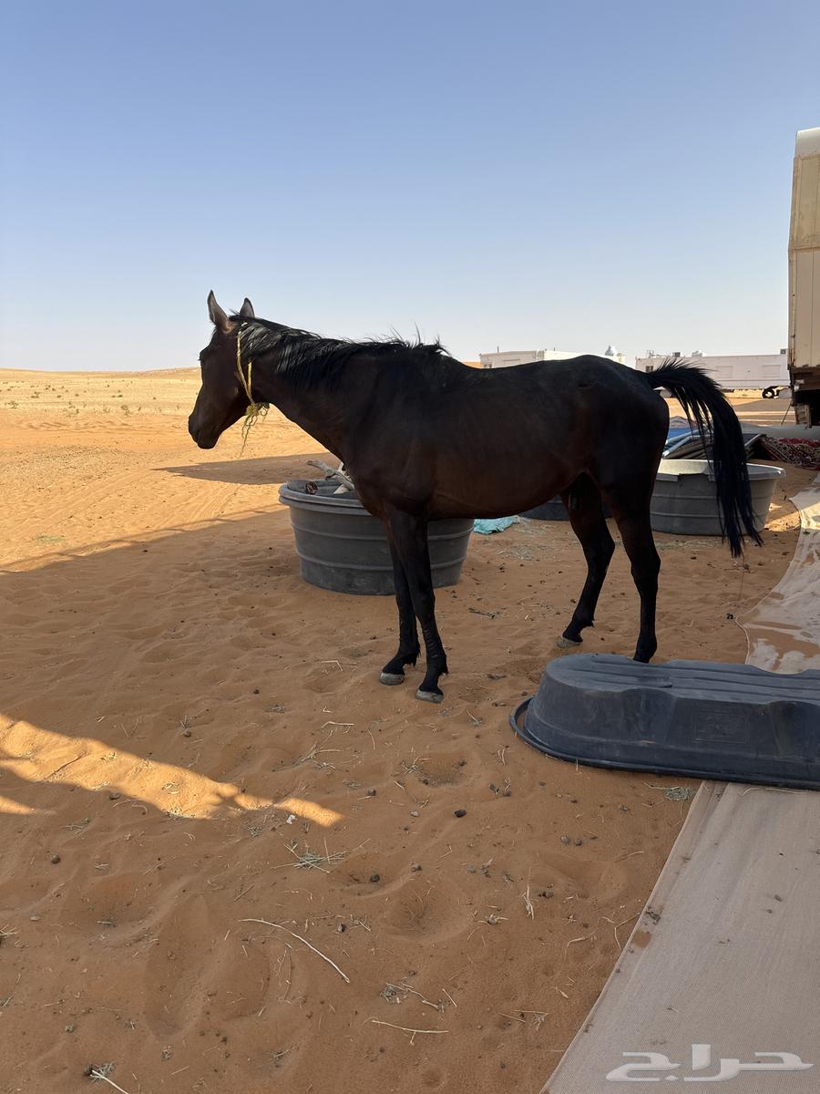 حصان ابل64395117214850111