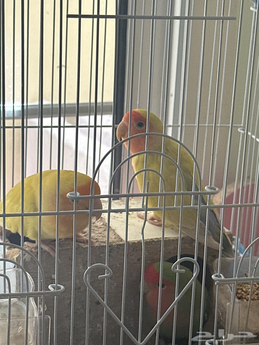 3 birds for sale, male, female, and the third one I'm not sure about the gender64398409680259113