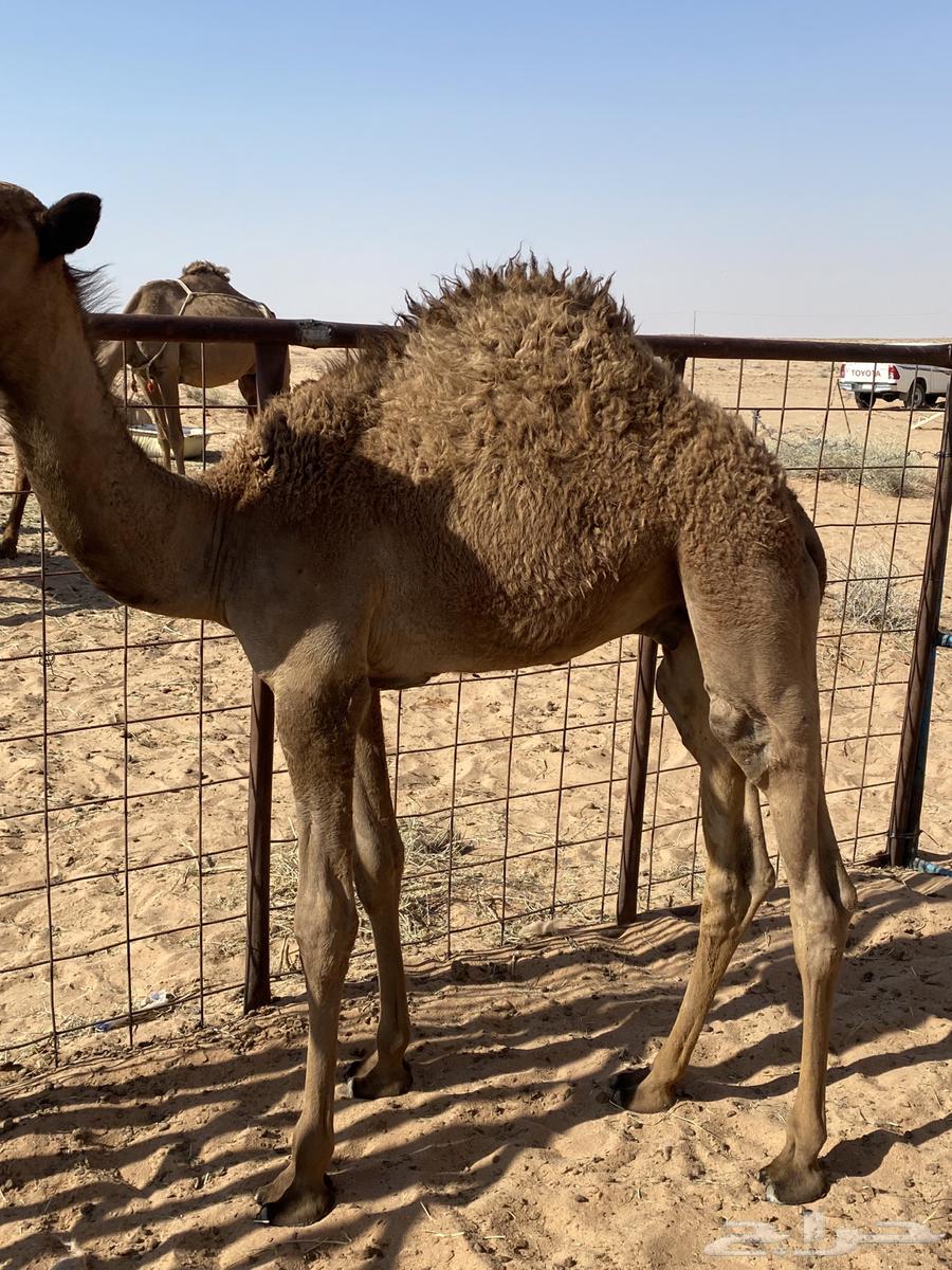 للبيع قعدان قصب64398465211650111