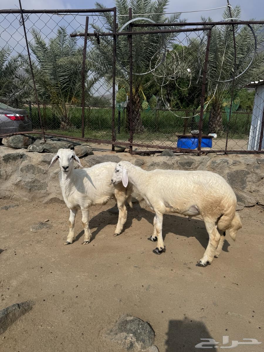 خرفان جذعان مولده عندي باقي على الحليب وسليمه وفل شحم64395839823491112