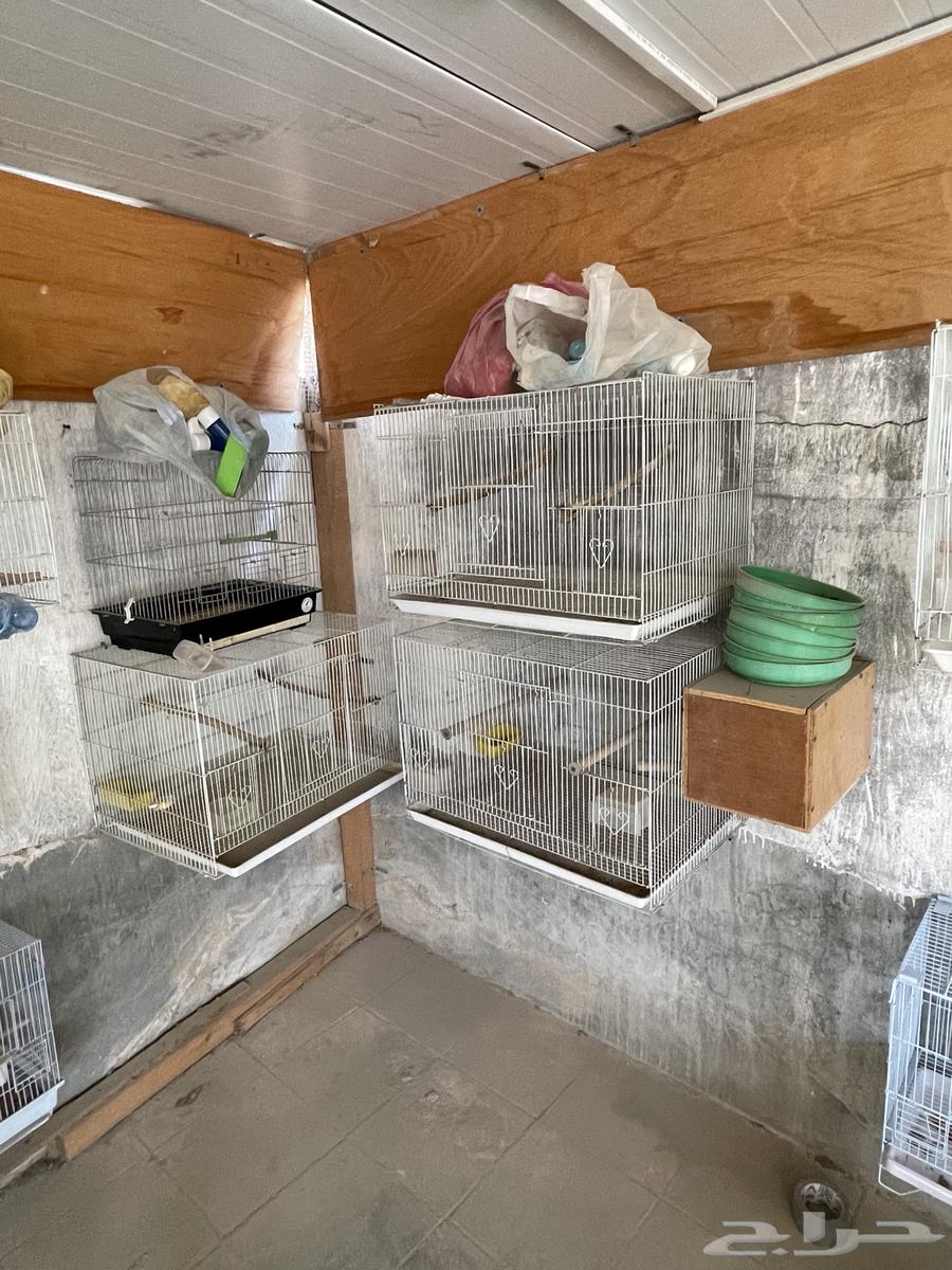 Cages and Nesting Boxes64395685666817110