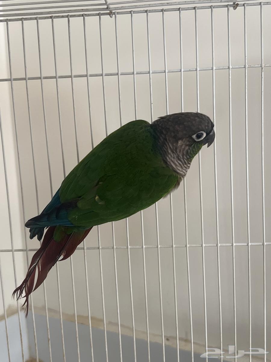 للبيع كنيور64400023385091113