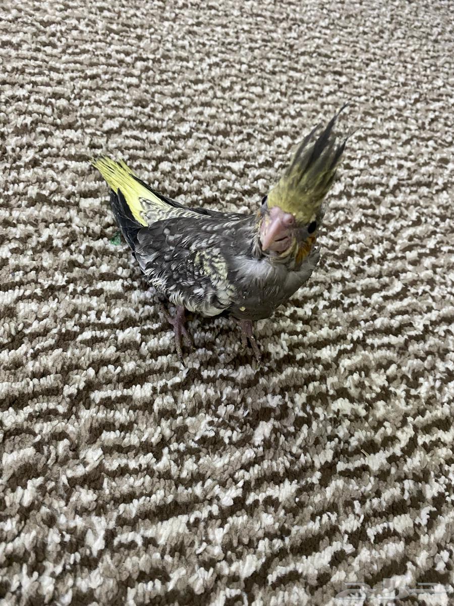 فرخ كروان مجنون غر64401077564419110