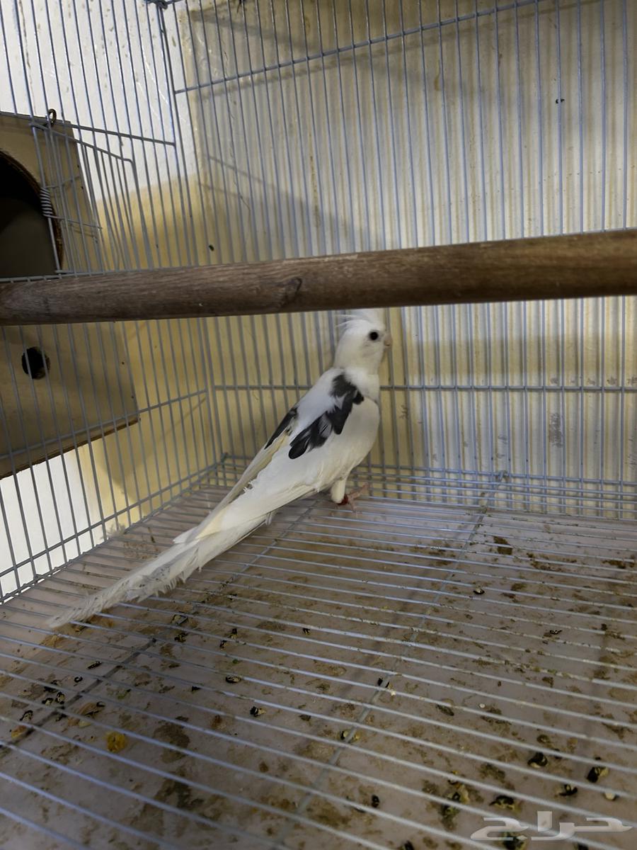 للبيع جوز كروان هفي بايد64400079057922112