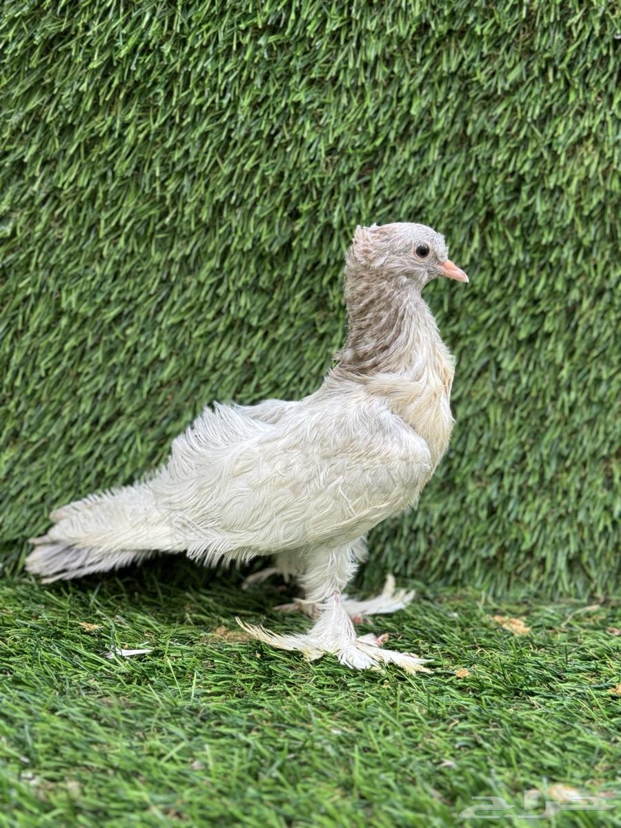 للبيع حمام صنعاني سلكي64396393785729111