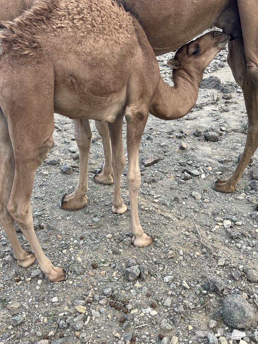 قعدان بريه عا الحليب64397519935875110