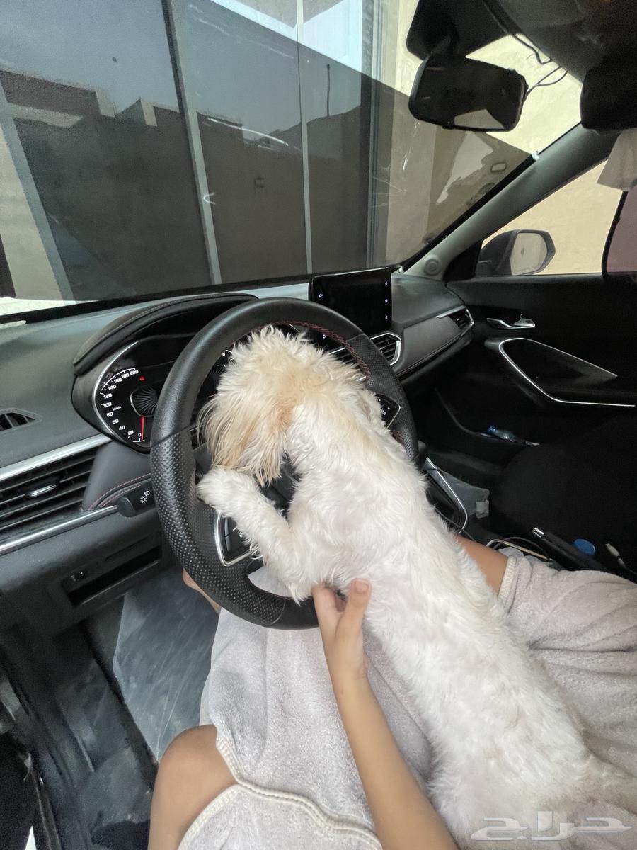 كلب اليف انثى للبيع64398368096131111