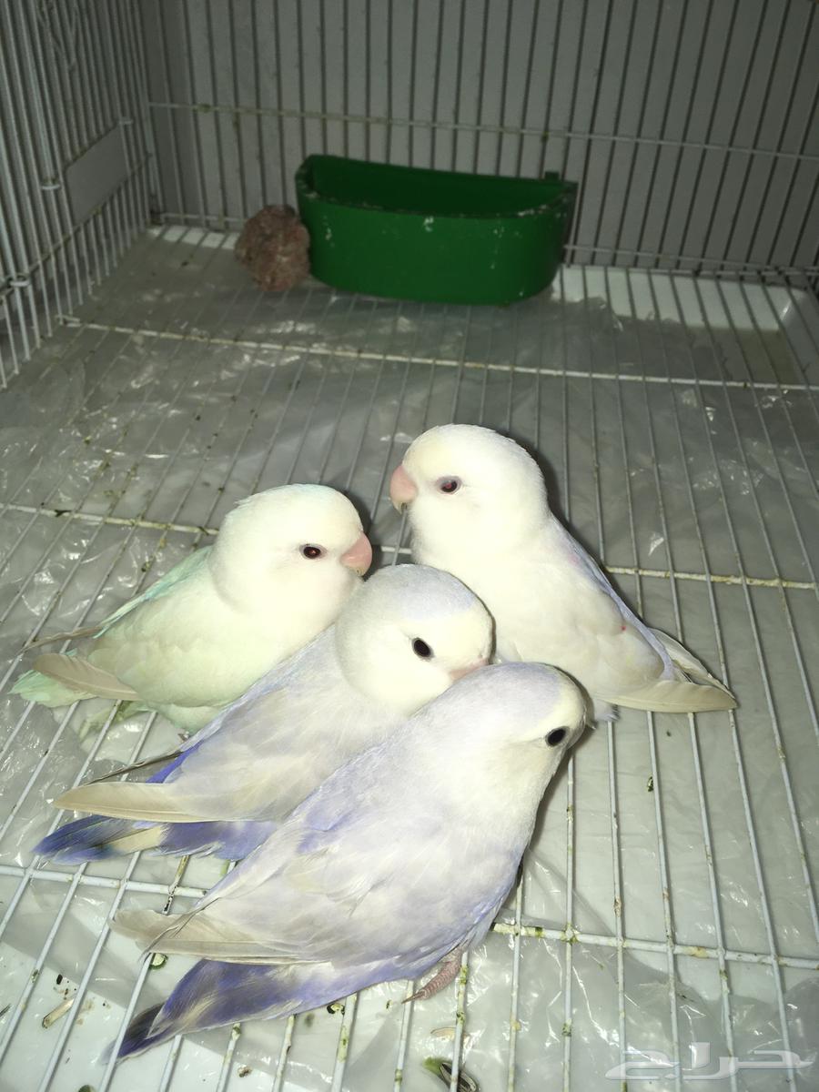 طيور ببغاء روز للبيع جوزين مع القفص و اكلهم64393362616578111