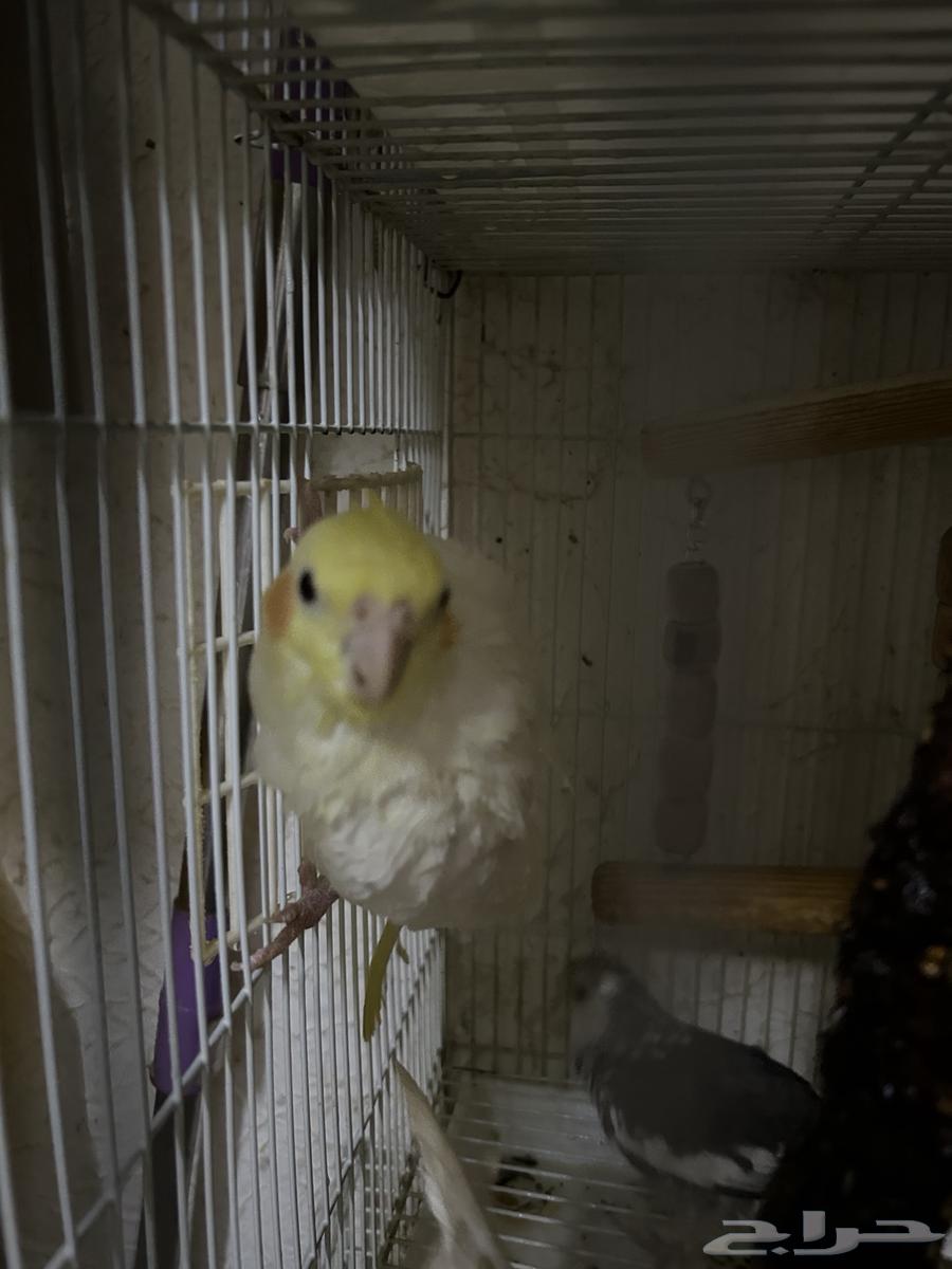 انثى كروان لاتينو منتجه64392676486530112