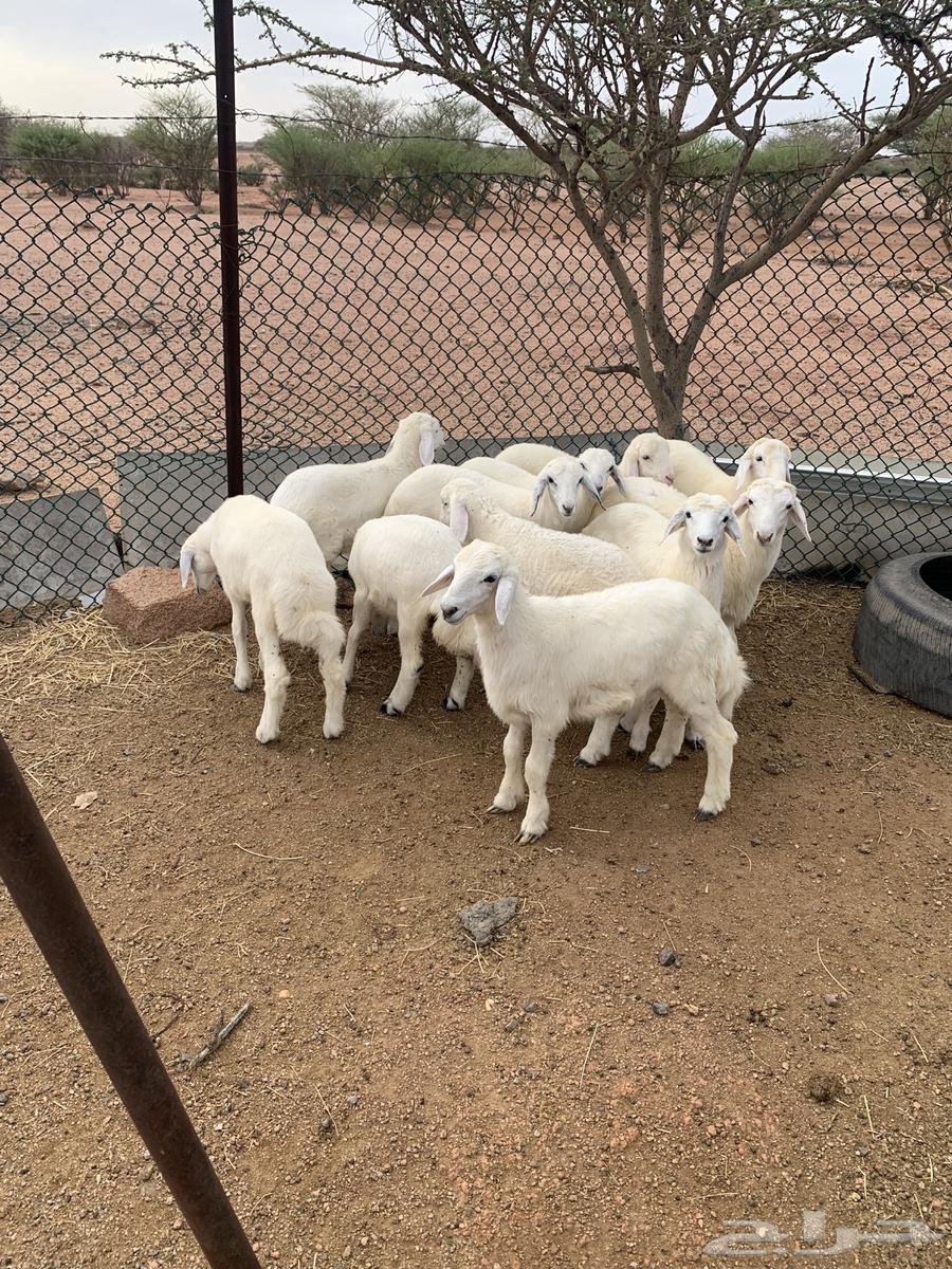 بهم تربيه للبيع64400356509313110