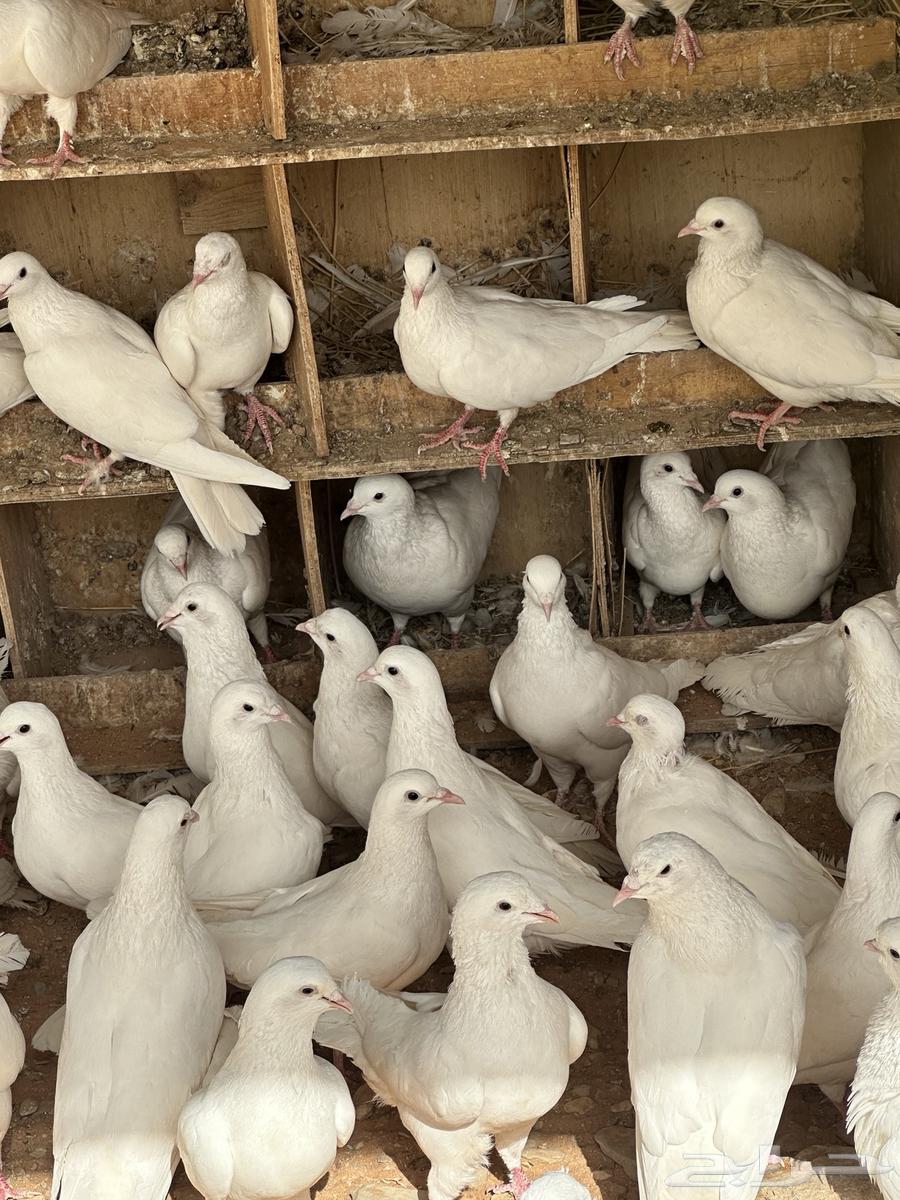 للبيع حمام فرنسي64396602763009110