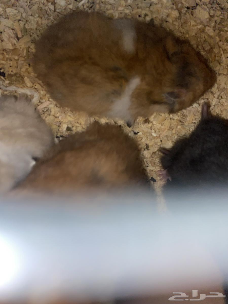 Al-Mujarda, Asir64397311611905111