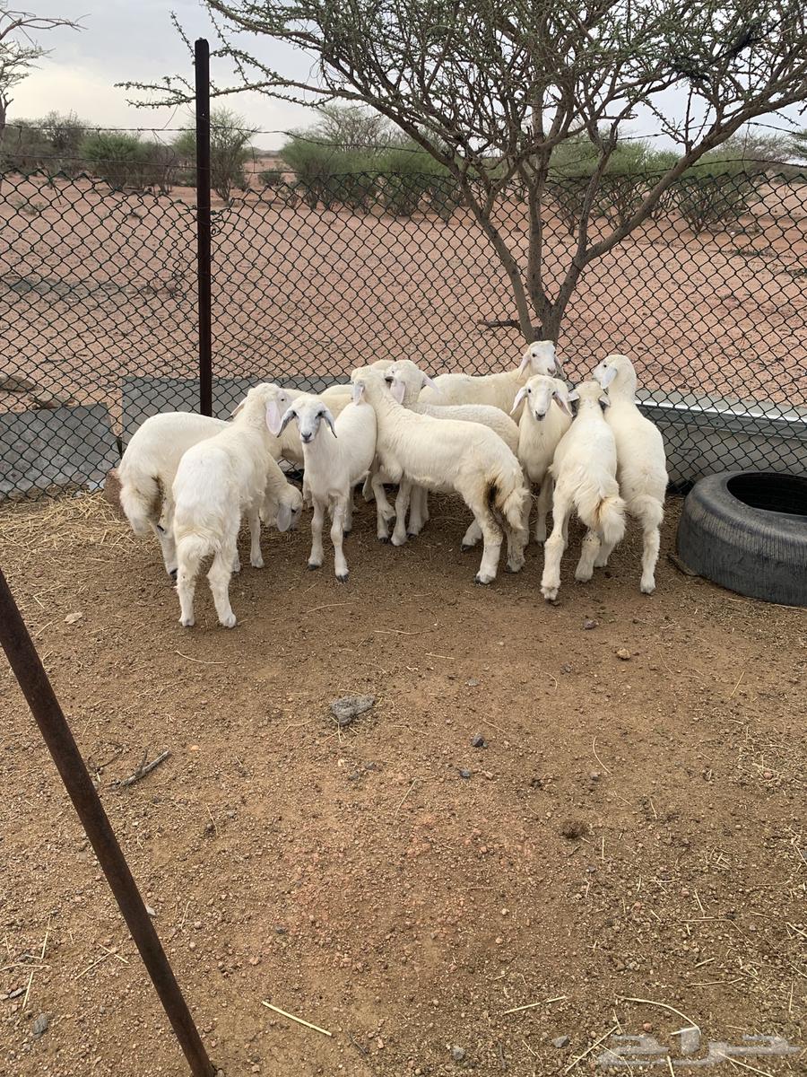 بهم تربيه للبيع64400356509313112