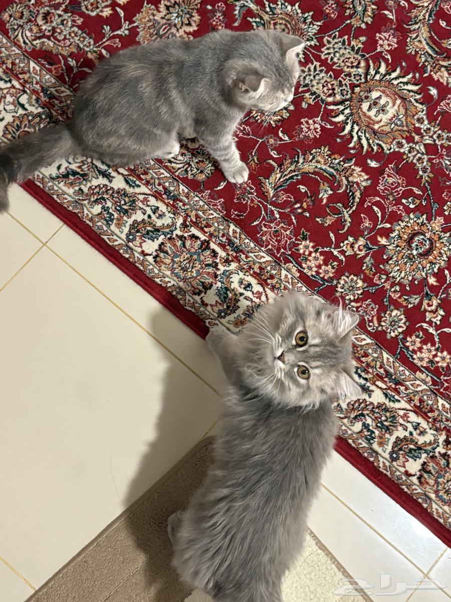 قط للبيع64398548363649111