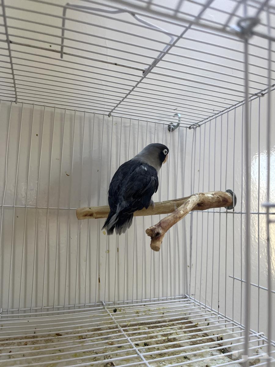 طير فنش للبيع64397728084993110