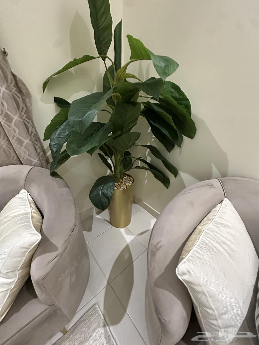 ديكور شجره للبيع 25064398771384193110