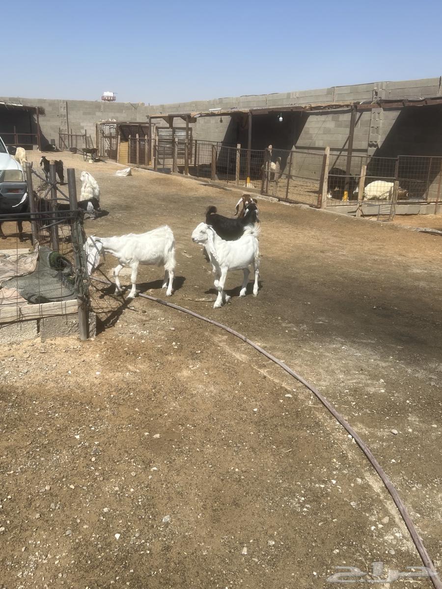 Tios64400342183171110