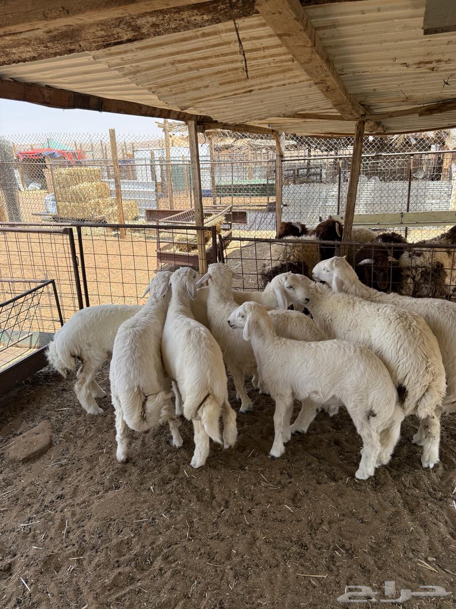 ذبايح ذبيحه حري نعيمي تيس يوجد تمارا64397561357443111