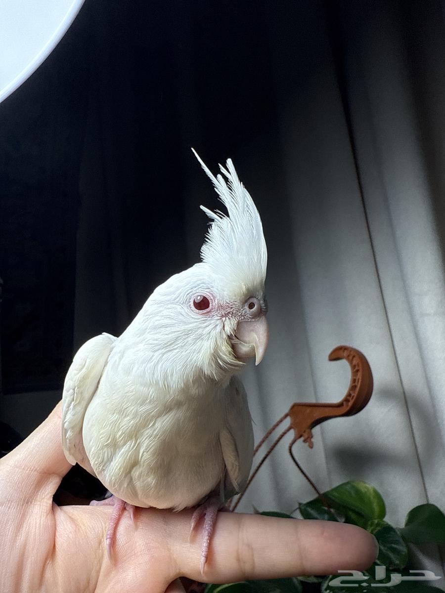 فرخ كروان البينو64379472276609112