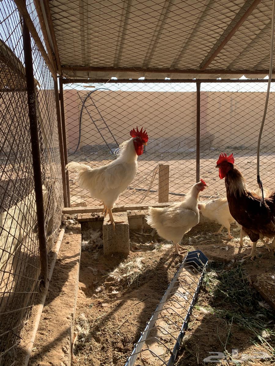 ديوك لوهمان احجام64394400452227113