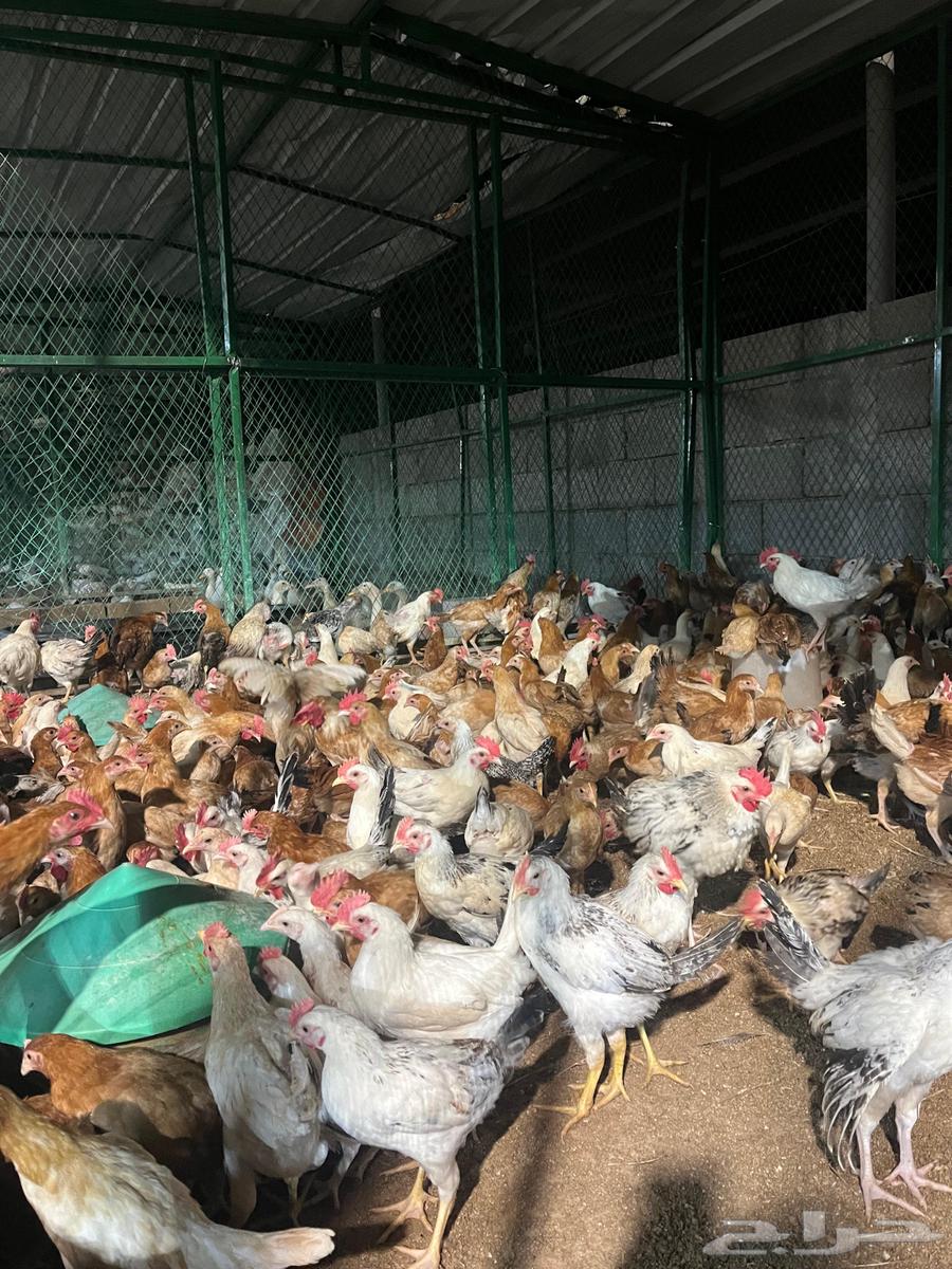 دجاج بلدي بشاير الاعمار من 3 اشهر الى 4 اشهر64397339643138113