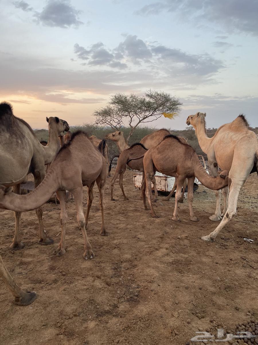 حشو للبيع64400827692035111