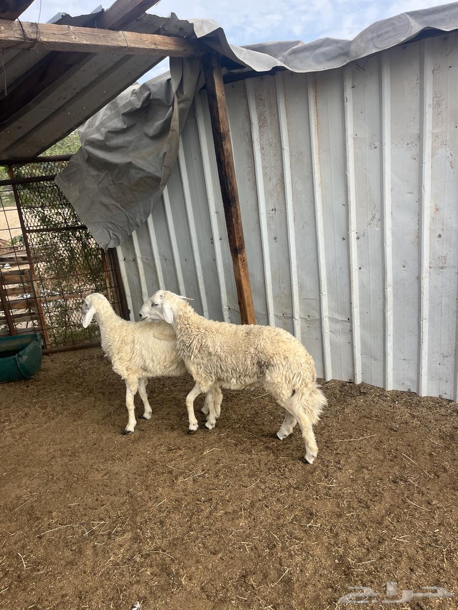 طليان حريه مع الذبح وتوصيل203تقيم إيجابي ولله الحمد64394441627779112